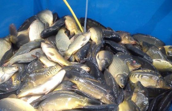 Polska to wiodący producent karpia w Unii Europejskiej