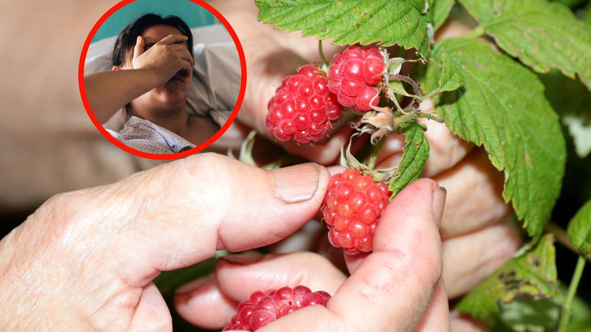 Bąblowica latami może nie dawać żadnych objawów