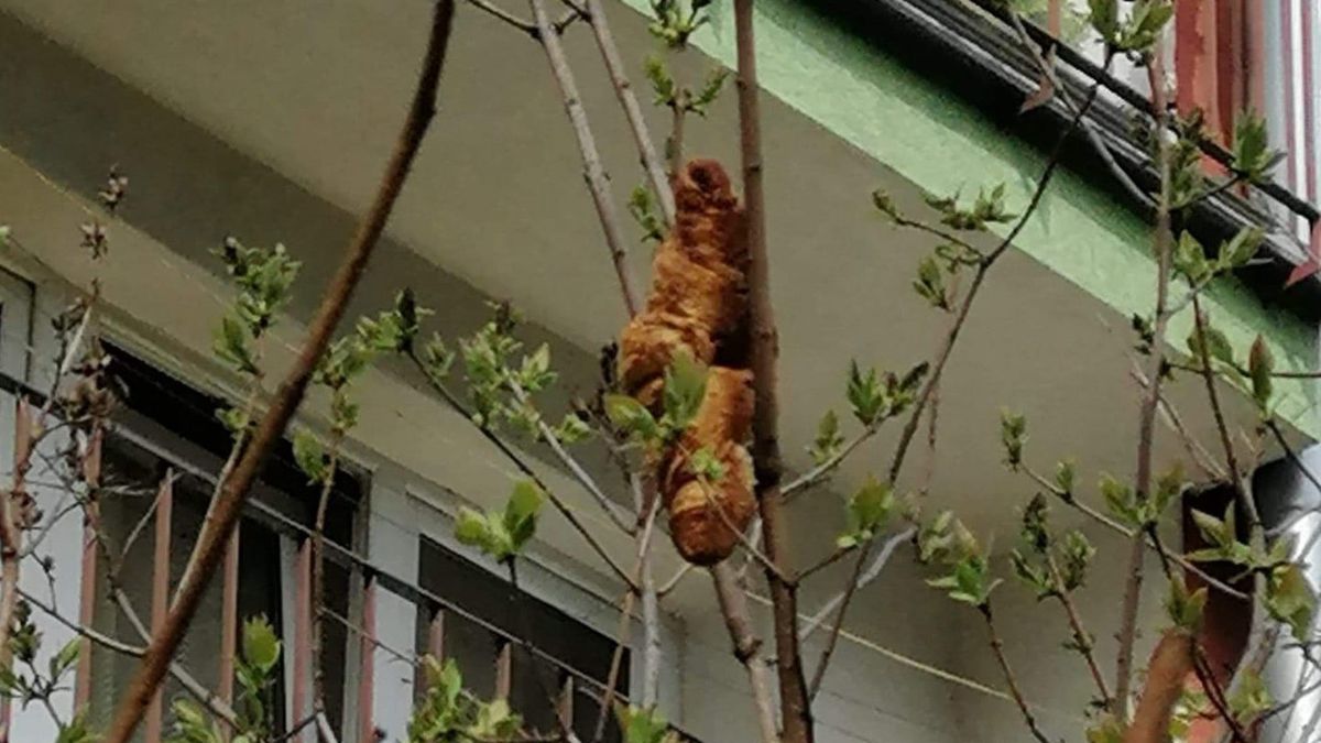 Mieszkańcy bloku myśleli, że to egoztyczne zwierzę