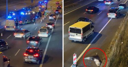 Szok na S2. Wielkie zwierzę wybiegło pod koła
