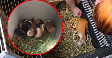 Leżały tak w śmietniku. Poruszające odkrycie na Śląsku