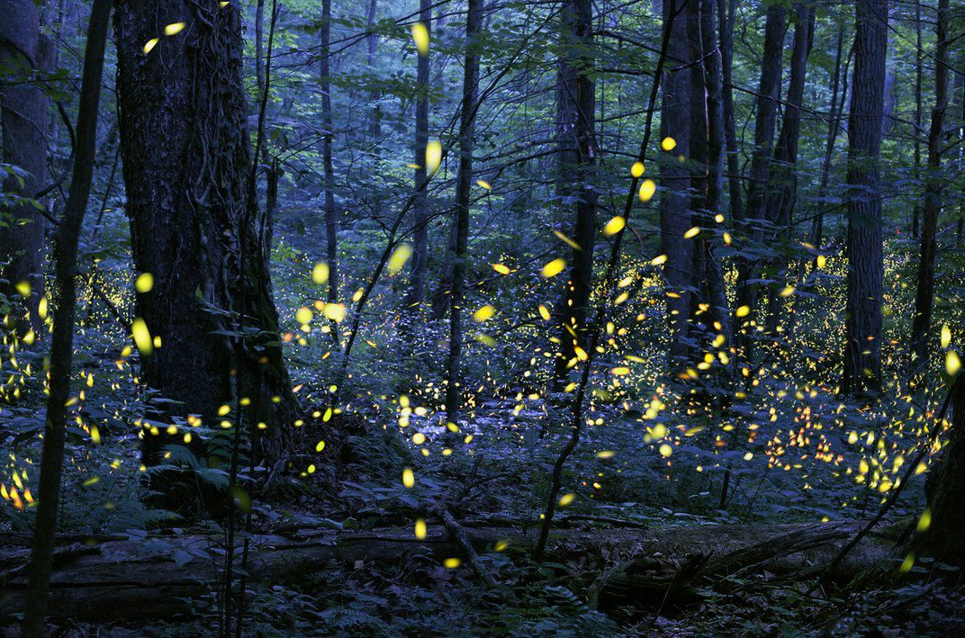 Znamy zwycięzców i finalistów Smithsonian Photo Contest 2015 8