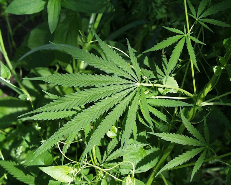 Wielka Brytania mogłaby skorzystać na legalizacji marihuany