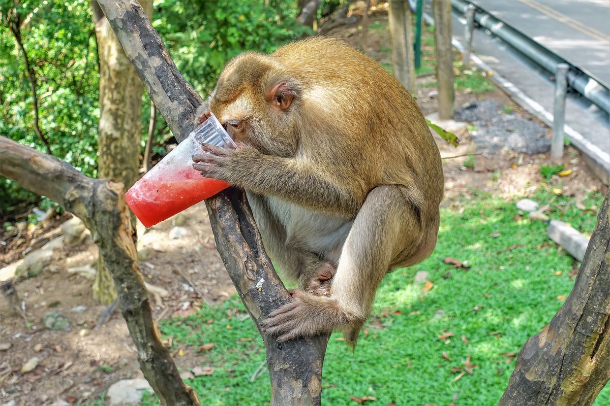 Małpy jedzą i piją wszystko, co dostaną lub ukradną