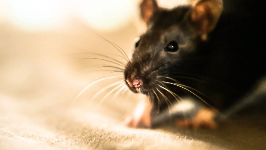 Warszawa. Szczury biegają po Pradze Południe