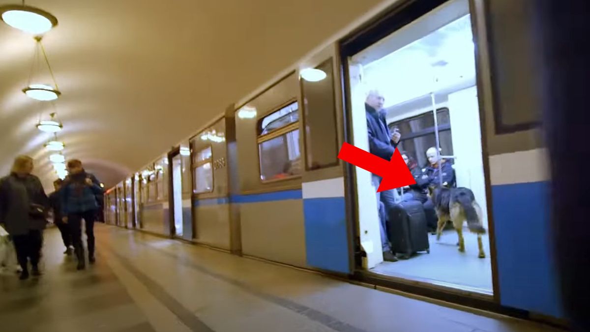 Pies w moskiewskim metrze