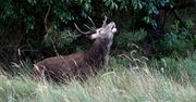 Bieszczady. Trwa rykowisko jeleni
