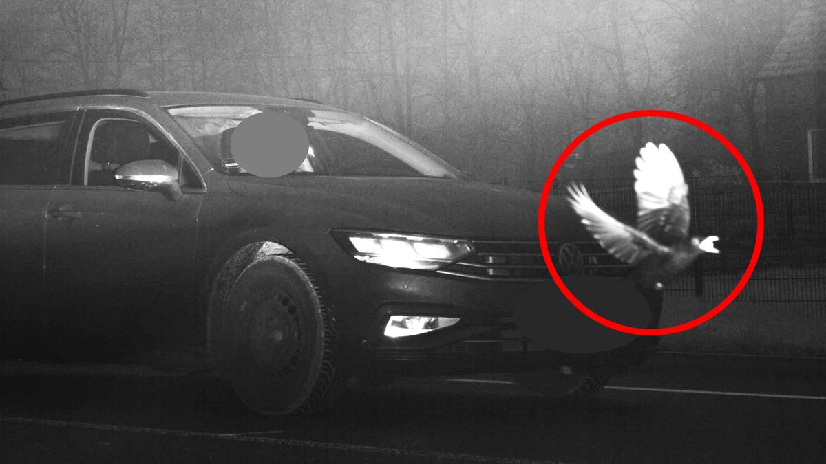 Ptak znacznie przekroczył prędkość. Leciał przed pędzącym 93 km/h samochodem