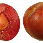 pluot