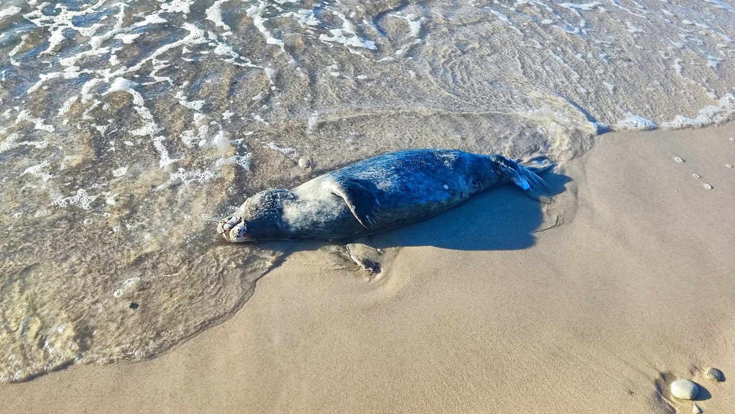 Martwa foka na plaży w Ustce. Mogła nie mieć nawet roku