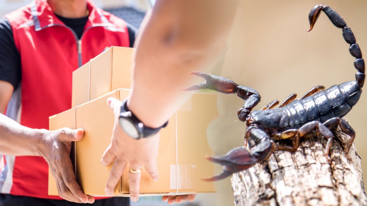 Skorpion w przesyłce z Chin — zdjęcie ilustracyjne