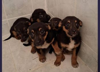 Łódź: Pracownik Poczty Polskiej uratował pięć szczeniąt