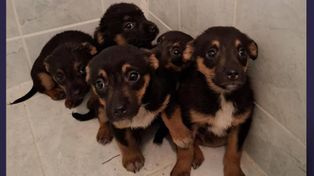 Łódź: Pracownik Poczty Polskiej uratował pięć szczeniąt