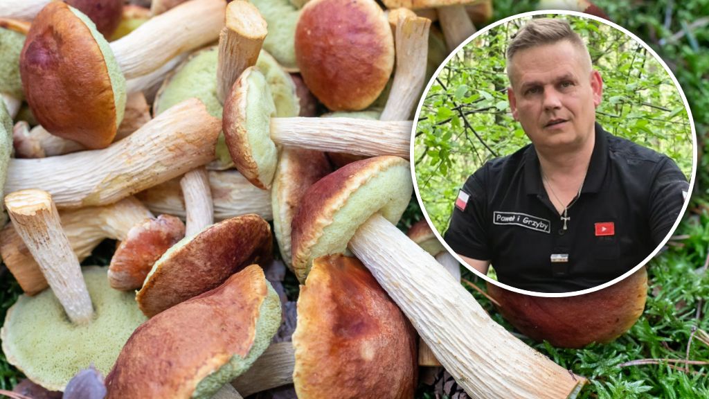 Ekspert podpowiada, gdzie szukać borowika amerykańskiego