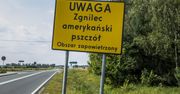Zgnilec amerykański zaatakował pszczoły w Krakowie. To już kolejny region zarażony bakterią