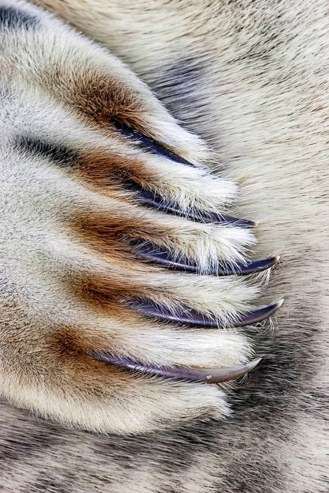 Oto najlepsze zdjęcia przyrody w konkursie British Wildlife Photography Awards 2014 2