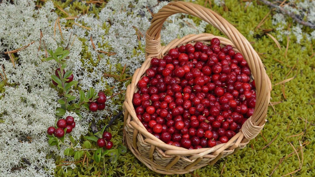 Zdjęcie przedstawia koszyk z borówką brusznicą 