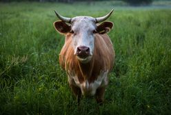 Hodowla krów przyczyną gigantycznego konfliktu. Sąsiedzi stali się wrogami