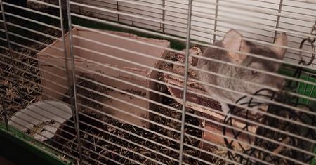 Zarzut znęcania się nad zwierzętami dla właścicielki, która pozostawiła swoich podopiecznych przez kilka dni bez opieki.