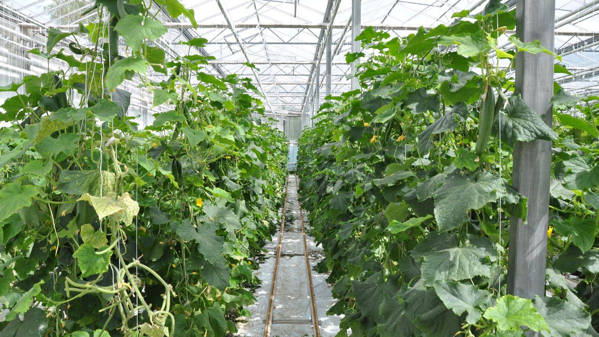 Szklarniowa uprawa ogórków - zdjęcie ilustracyjne