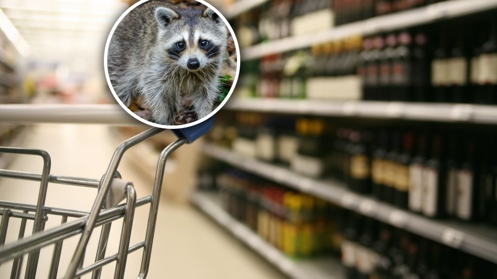 Szop włamał się do sklepu z alkoholem