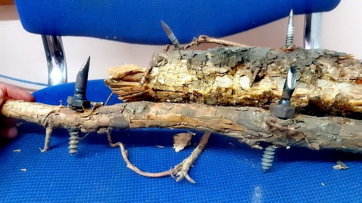 Leśniczy znalazł w lesie konary ponabijane ostrymi śrubami. 