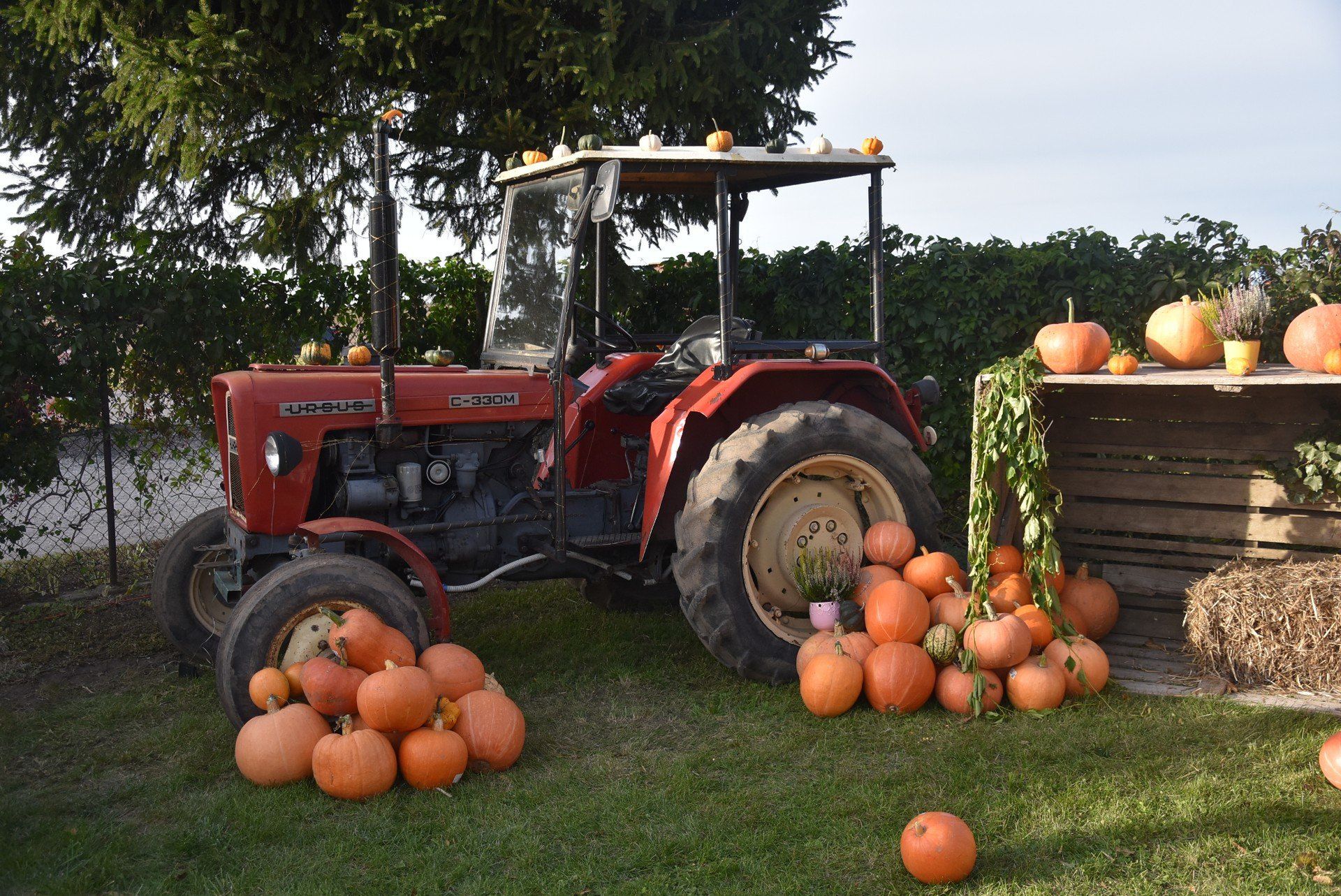 Dyniowy Ogród w Kłodzinie