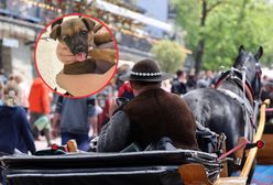 Skandal. Pijani sprzedają szczeniaki na Krupówkach