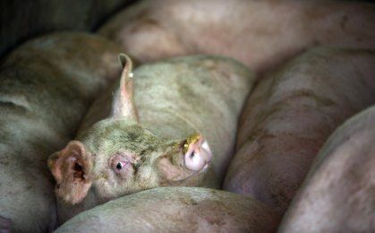 Sawicki: nie ma embarga na eksport wieprzowiny na Ukrainę