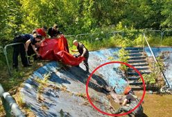 Łoś wpadł do zbiornika. Niecodzienna akcja ratunkowa