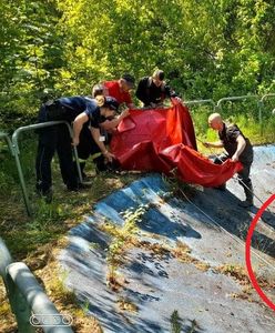 Łoś wpadł do zbiornika. Niecodzienna akcja ratunkowa