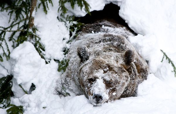 Na czym polega sen zimowy niedźwiedzi?