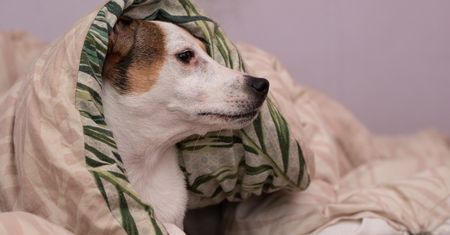 Twój pies boi się burzy? Zobacz, jak objawia się strach przed burzą u psa i jak pomóc zwierzakowi