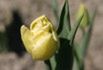 Zakwitły tulipany "Maria Kaczyńska"