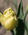 Zakwitły tulipany "Maria Kaczyńska"