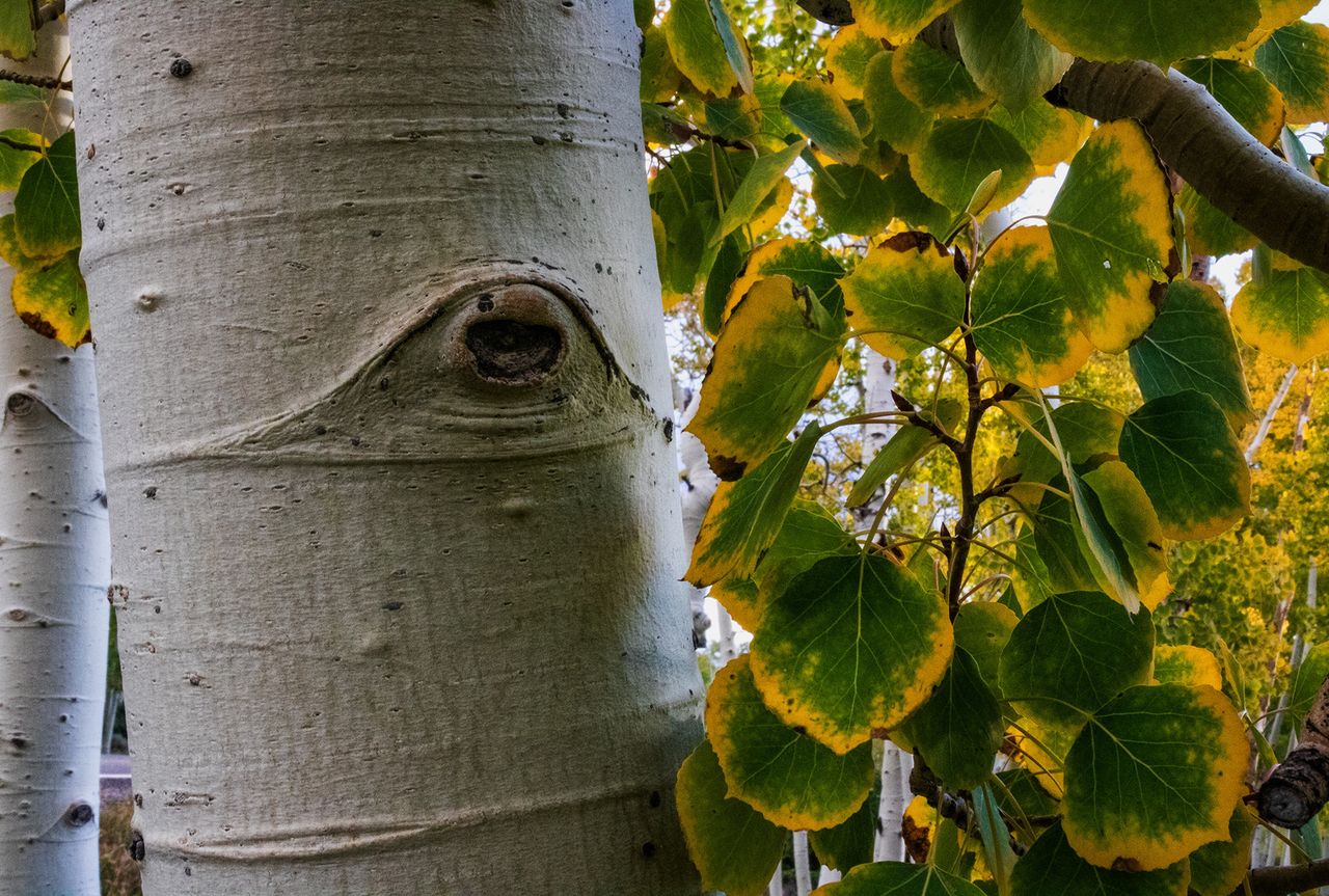 Trembling aspen in the Pando area