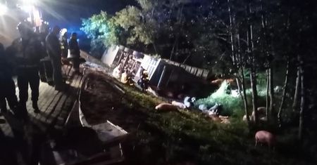 Świętokrzyskie. Przewrócona ciężarówka. Nie żyje kierowca i trzoda chlewna