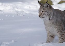 National Geographic Wild Dzikie szlaki Europy