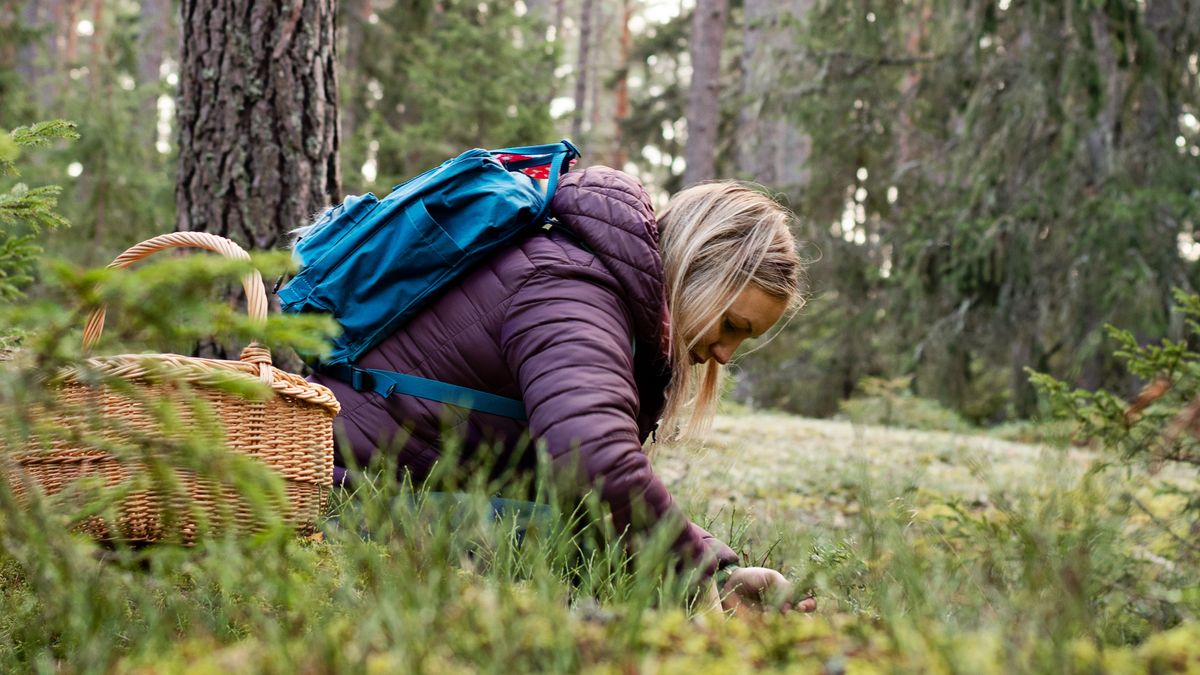 Woman picking mushrooms in the forestWoman in outdoors clothing sitting in the moss and grass, 