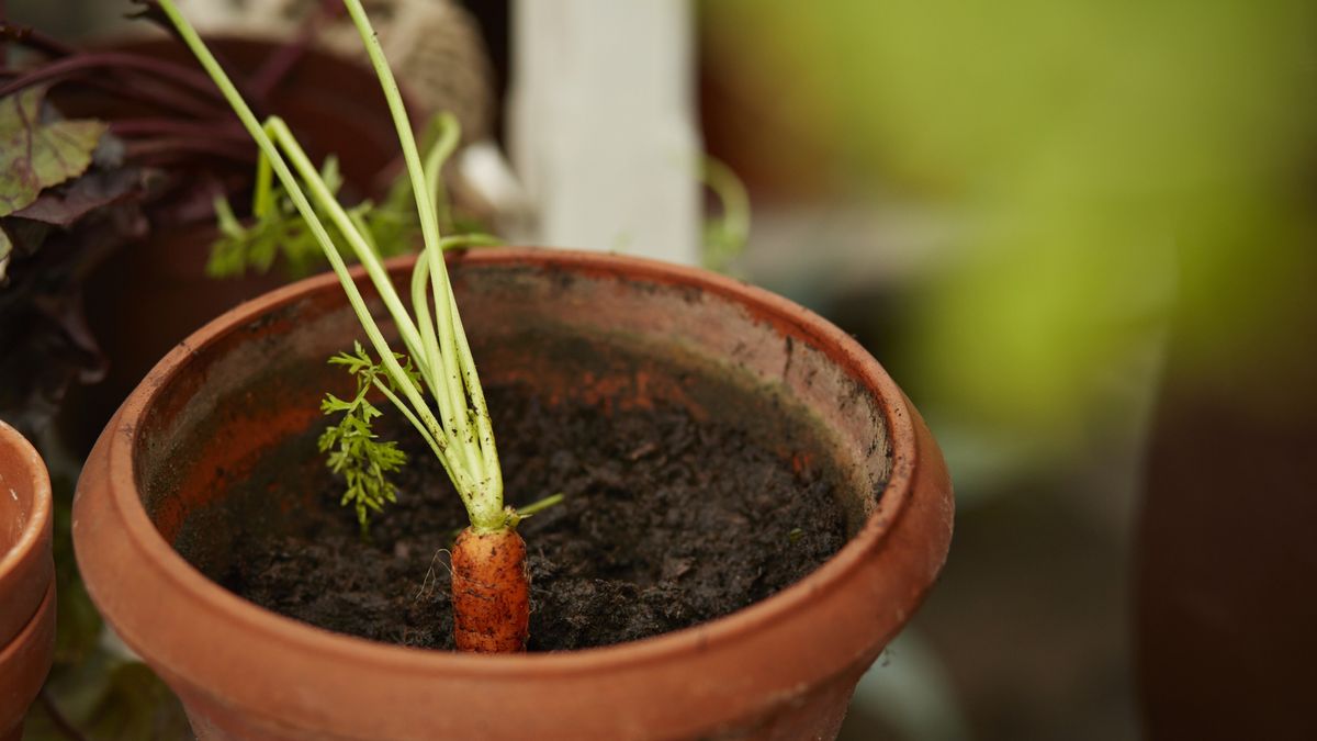 Close-up of fresh carrot in pot of soil
Klaus Vedfelt
Freshness, Healthy, Green Living, Refreshment, Simplicity