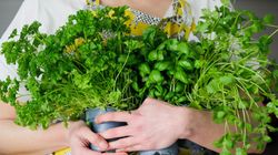 Kolendra czy pietruszka? Różnice w działaniu i zastosowaniu