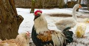 Producenci drobiu obawiają się liberalizacji handlu z Mercosurem i Ukrainą. Ostrzegają przed zagrożeniem dla bezpieczeństwa żywnościowego w UE