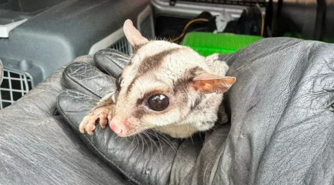 Lotopałanka trafiła pod opiekę specjalistów