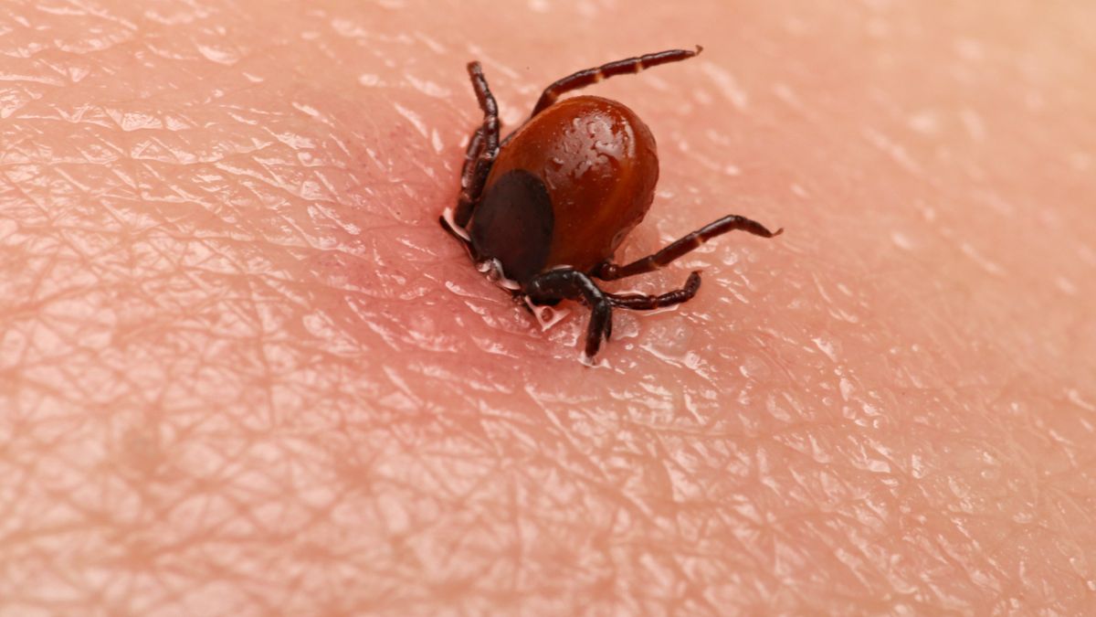 Co przyciąga kleszcze? Robią to m.in. telefony komórkowe