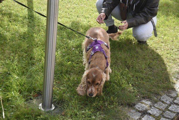 Wspaniała I Krajowa Wystawa Psów Myśliwskich w Szczawnie-Zdroju