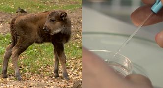 "Narodowy skarb" z in vitro. Powstał zarodek żubra z probówki!