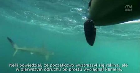 Rekin młotowaty śledził kajakarzy przez 3 kilometry przy Palm Beach