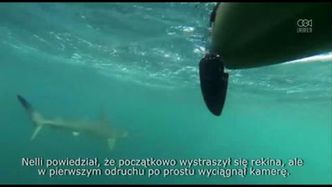Rekin młotowaty śledził kajakarzy przez 3 kilometry przy Palm Beach