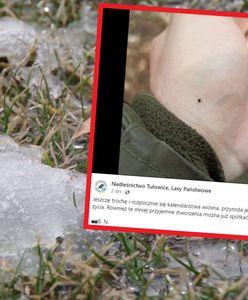 Kiedy pojawią się komary i kleszcze? Robi się coraz cieplej