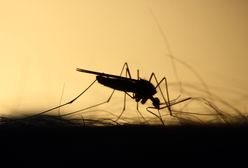 USA. Genetycznie zmodyfikowane komary wypuszczone na Florydzie. Mają specjalne zadanie